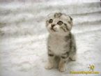 cutest kitten pic 13