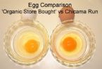 eggcomparison