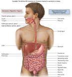 f26 1 digestive system c