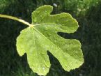 fig leaf