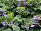 Glechoma hederacea - 