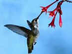 hummingbird