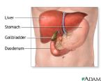 livergallbladderduodenum