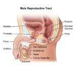 malereproductive