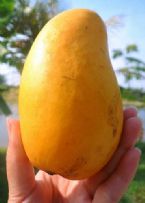 ataulfo mango ... (Click to enlarge)