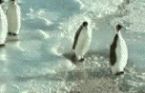 penguinlove