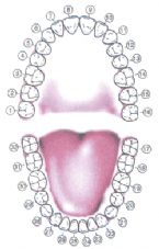 tooth chart