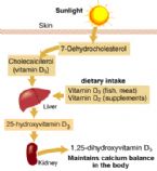 vitamind