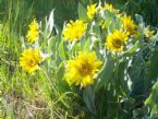 wild sunflower