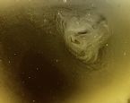 Tapeworm giving birth in toilet ... (Click to enlarge)
