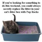 kitty litter pop rocks1