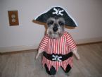 Doggie Pirate