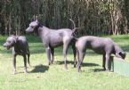 mexicoxoloitzcuintle01