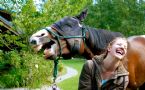 horse laughing