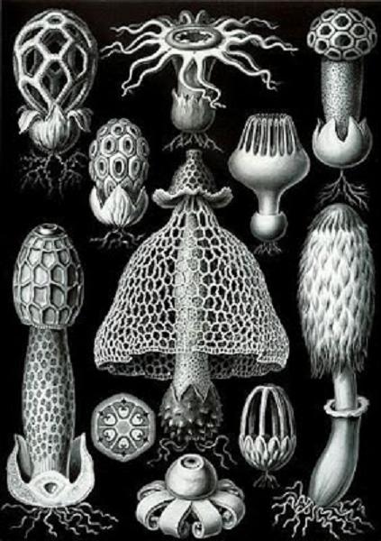 //www.curezone.org/upload/_O_P_Forums/carbonchiovegetali_Haeckel_Basimycetes.jpg