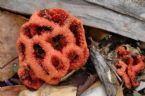 red cage fungus