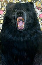 Grizzly black bear growling