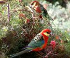 western rosella male fema