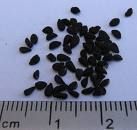 black seeds