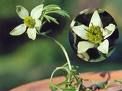 nigella sativa plants