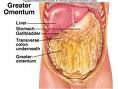 omentum