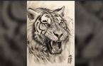 BLACK and WHITE TIGER