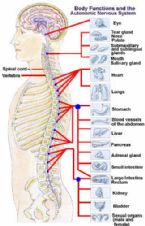 spine nervous system