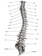 spine noflash ... (Click to enlarge)