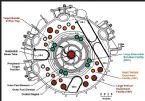 NUKE DEMOLITION DEVICE