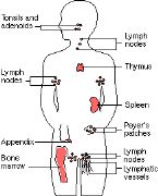 PEYER S PATCHES organs ... (Click to enlarge)