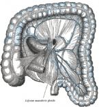 colon w inferior mesenteric glands