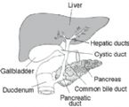 liver1gallbladderanatomy