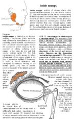 salivary glands