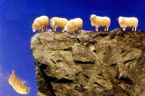 sheep off cliff