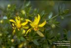 Larrea tridentata (chaparral) ... (Click to enlarge)