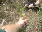 first find desert parsley in the wild ... (Click to enlarge)