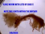 fluke worm with eggs ... (Click to enlarge)