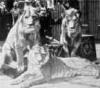 1904liger1 ... (Click to enlarge)