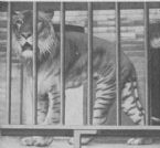 1930 tigon ... (Click to enlarge)