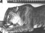 1947 tigon ... (Click to enlarge)