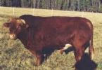 Bison bull Holstein cow ... (Click to enlarge)