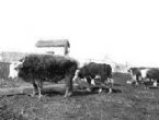 Bison bull x Hereford cow ... (Click to enlarge)