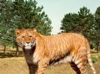 Liger Lion Tiger Hybrid ... (Click to enlarge)