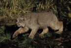 Lynx canadensis ... (Click to enlarge)