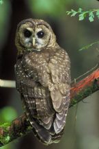 Northern Spotted Owl USFWS ... (Click to enlarge)