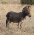 Zonkey Zebra Donkey ... (Click to enlarge)