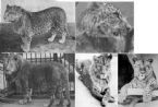 leopon Lion Panther Hybrid ... (Click to enlarge)