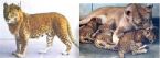 leopon Lion Panther Hybrid 2 ... (Click to enlarge)