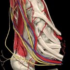 ankle artery graphic 6 ... (Click to enlarge)