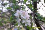 Apple Blossom 50 ... (Click to enlarge)